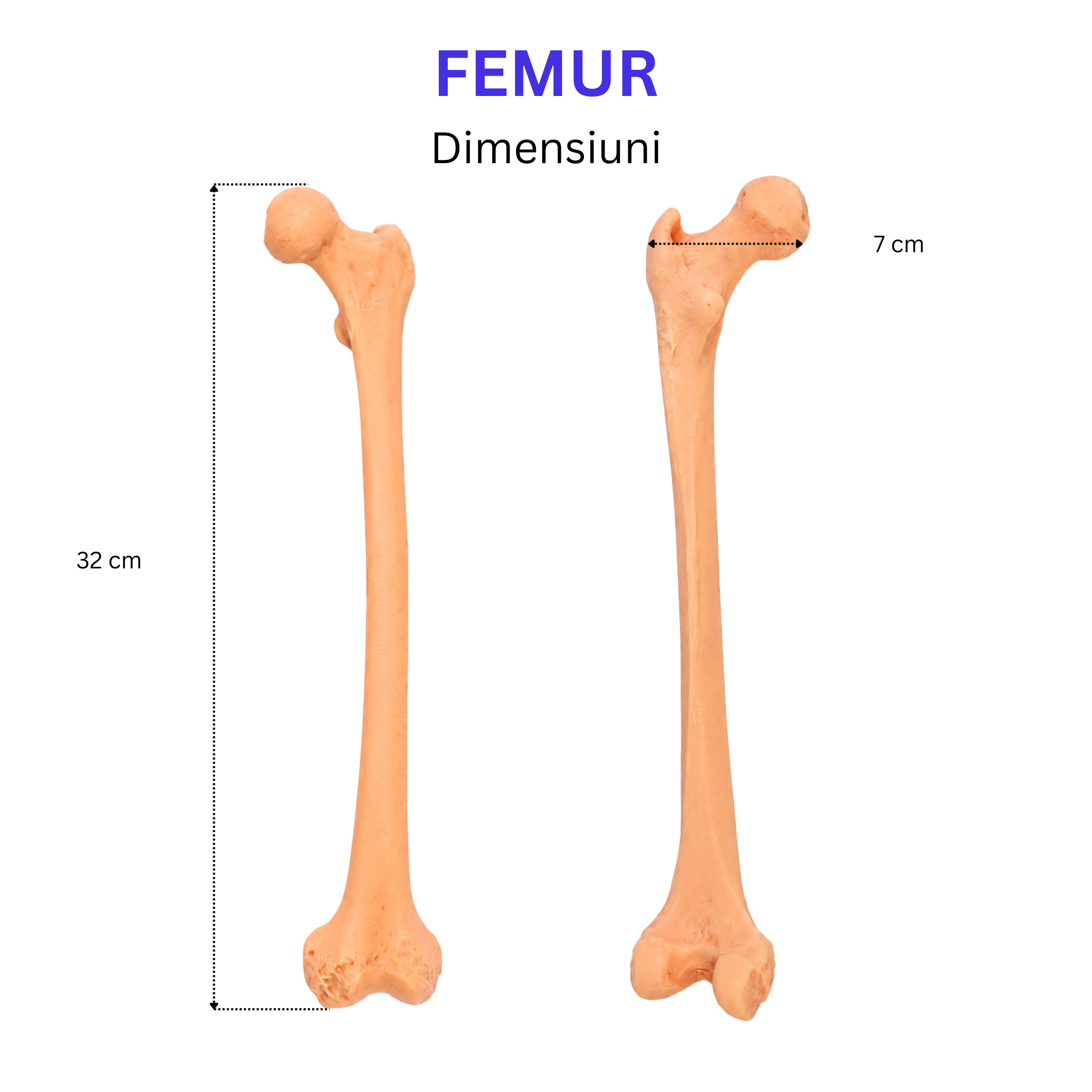 Pachetul Membru Inferior – Kit Anatomic 3D (4 Oase)