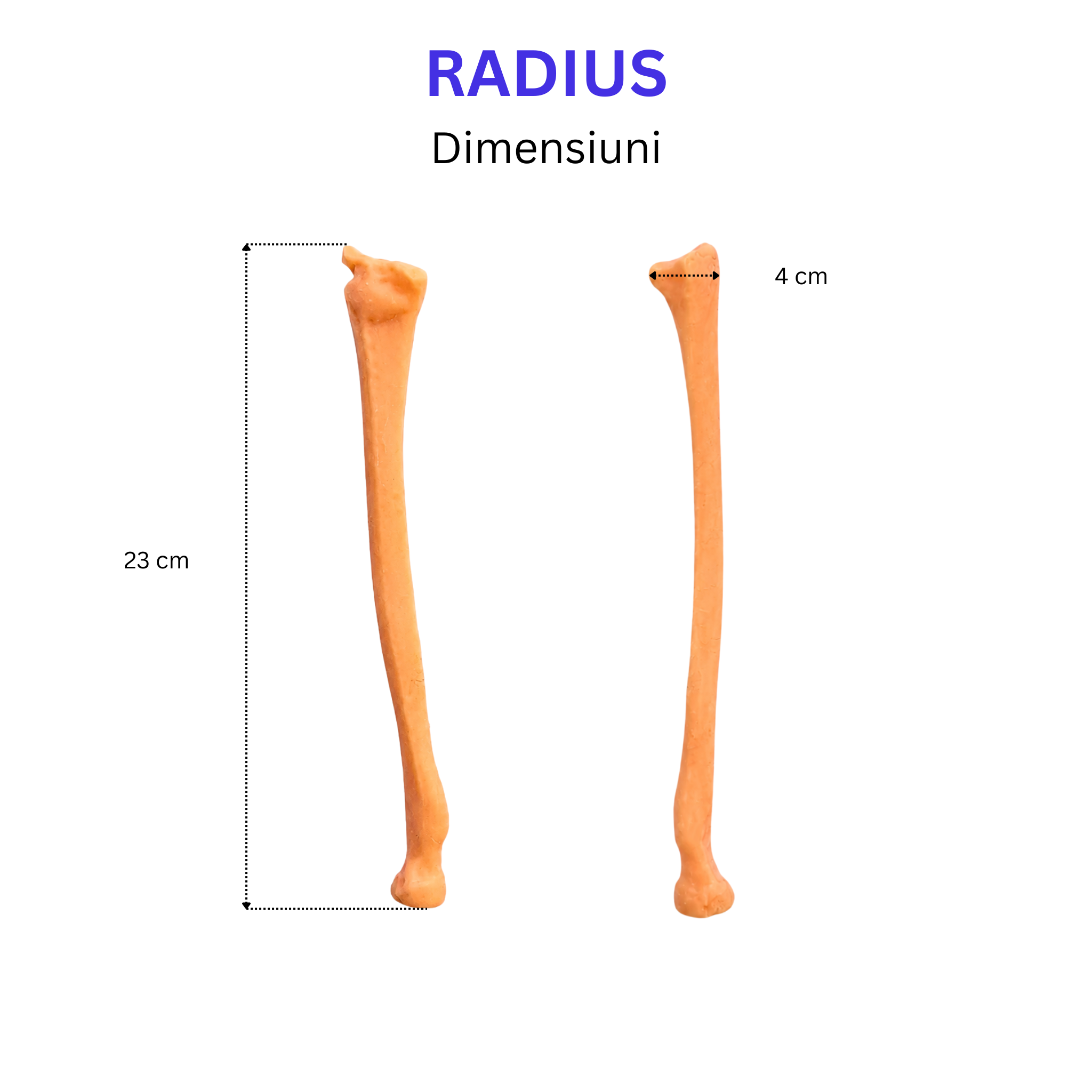 Pachetul Membru Superior – Kit Anatomic 3D (5 Oase)
