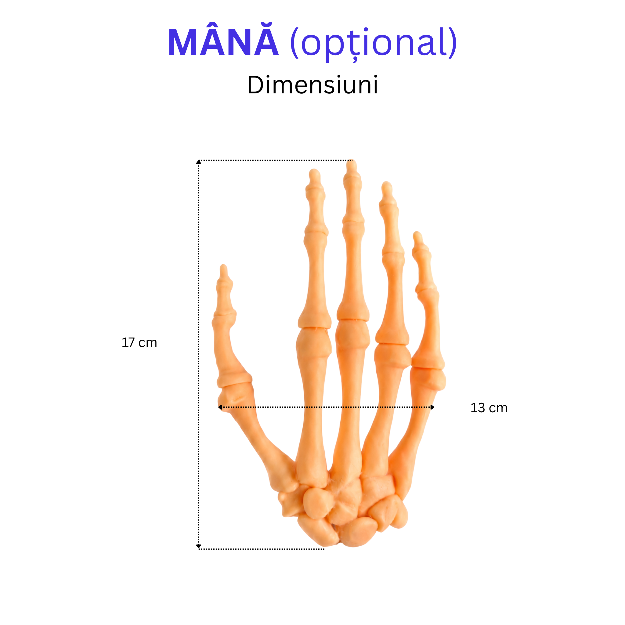 Pachetul Membru Superior – Kit Anatomic 3D (5 Oase)