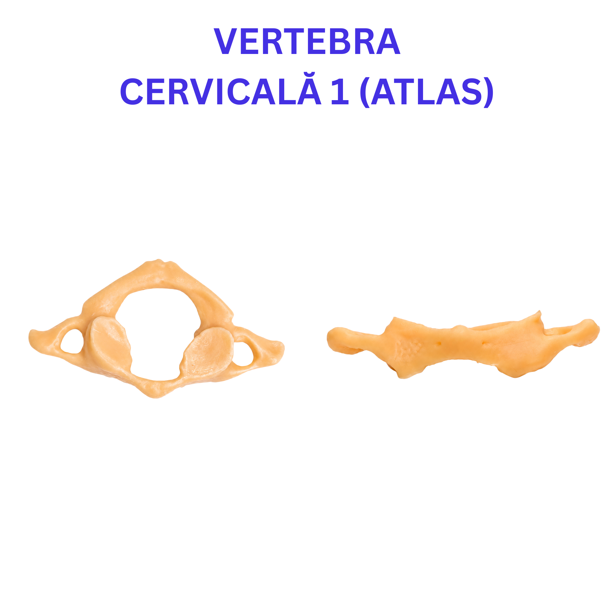 Pachetul Vertebre + Stern - Kit Anatomic 3D