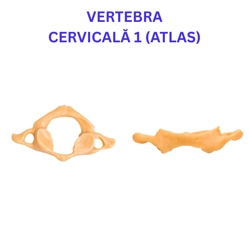 Pachetul Vertebre + Stern - Kit Anatomic 3D