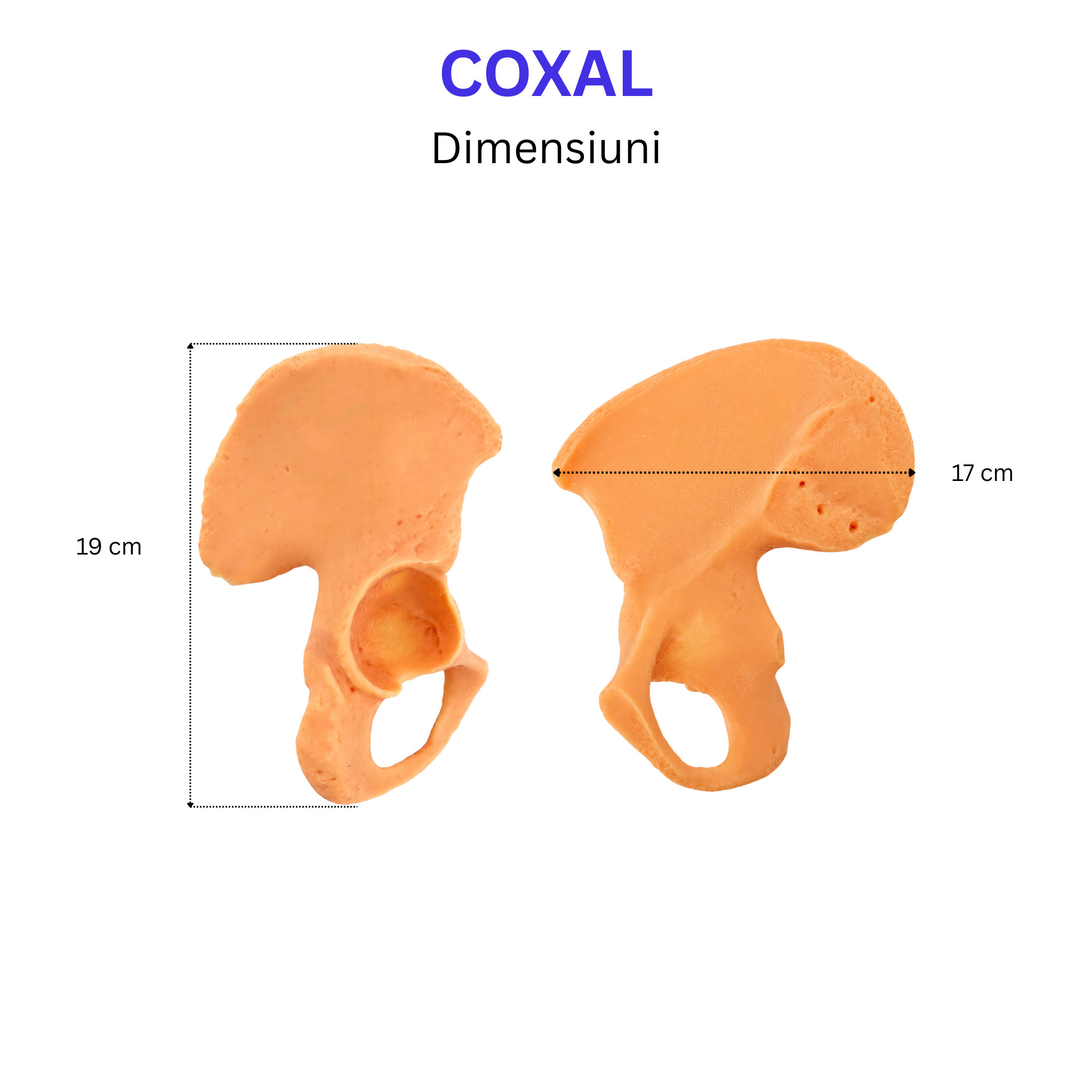 Pachetul Membru Inferior – Kit Anatomic 3D (4 Oase)