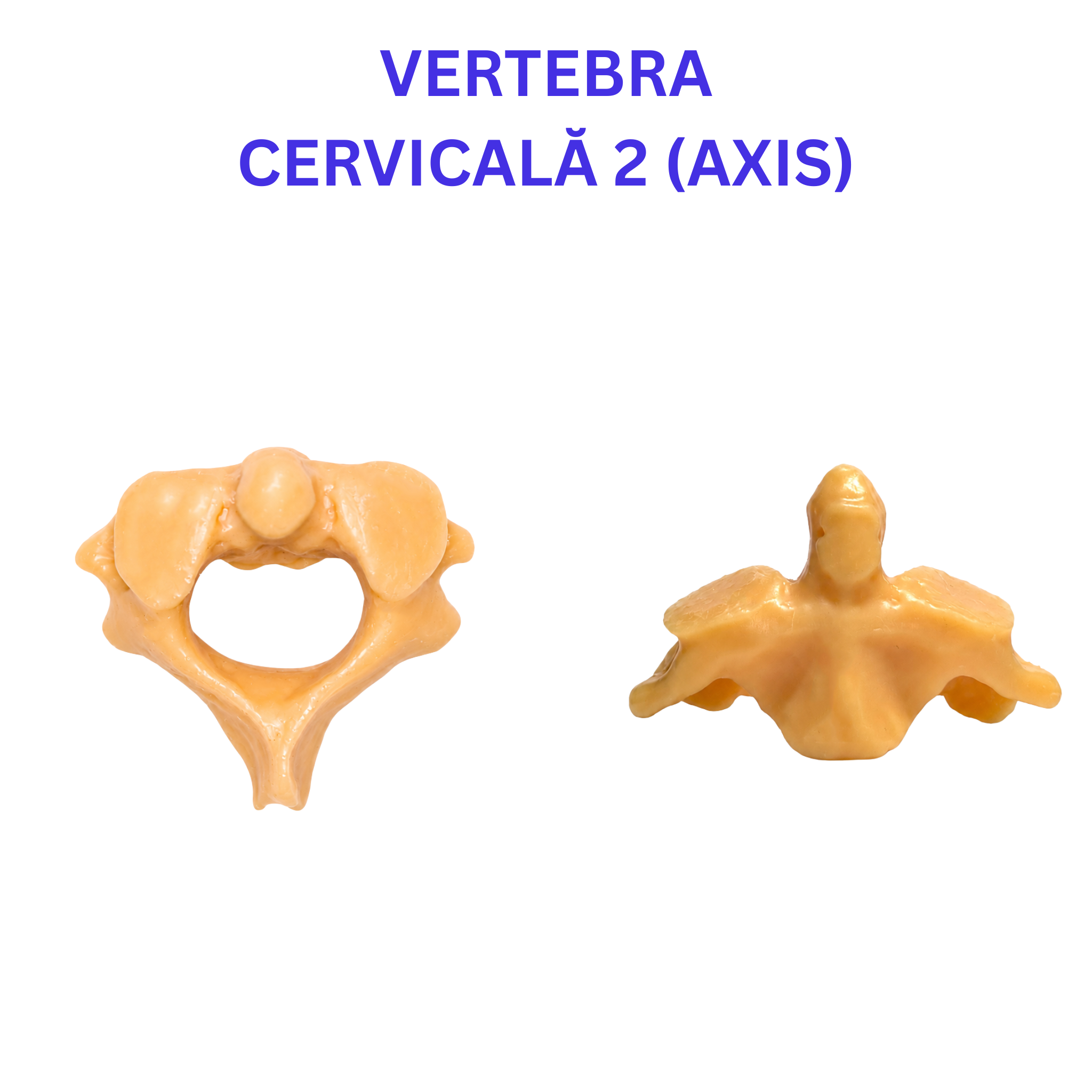 Pachetul Vertebre + Stern - Kit Anatomic 3D