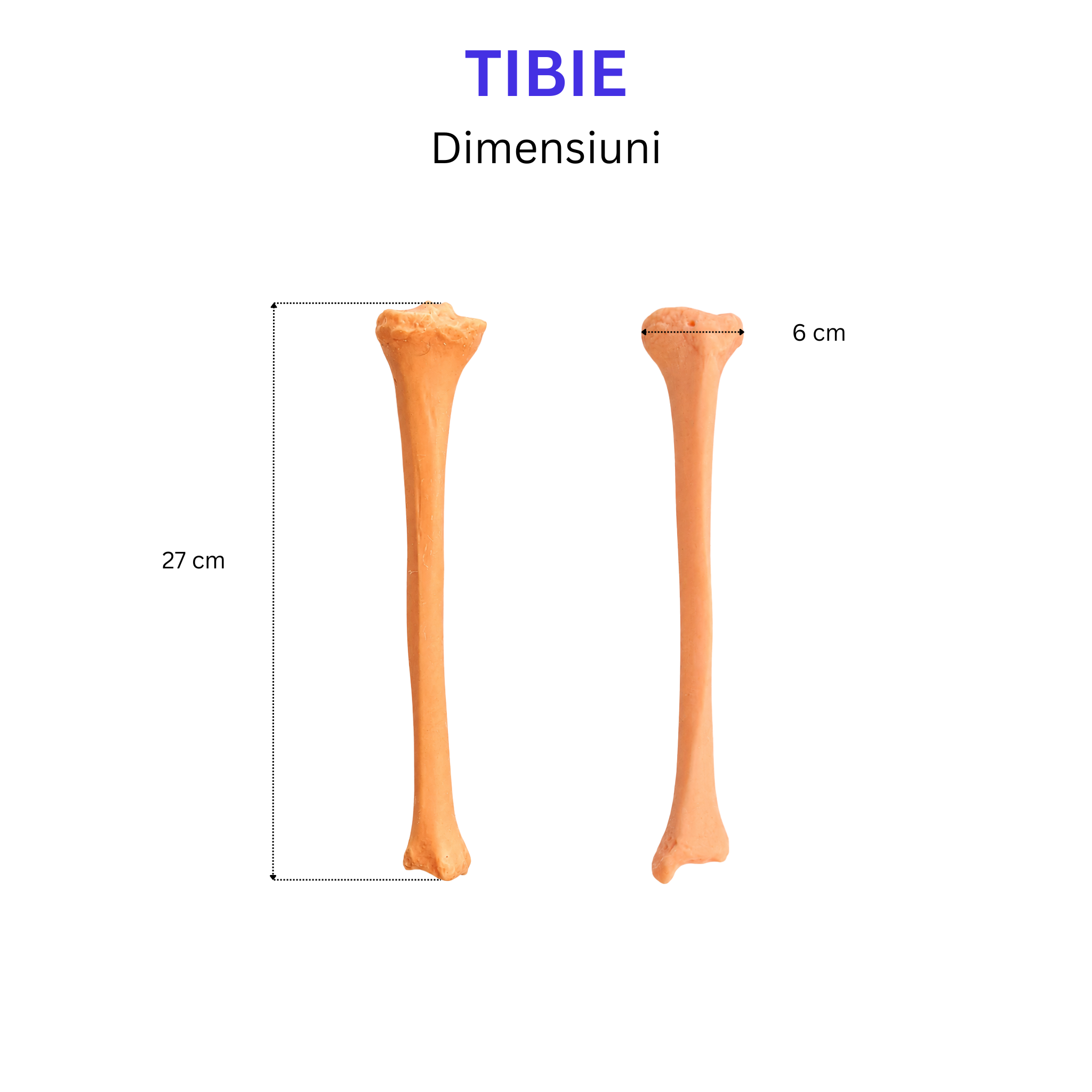 Pachetul Membru Inferior – Kit Anatomic 3D (4 Oase)