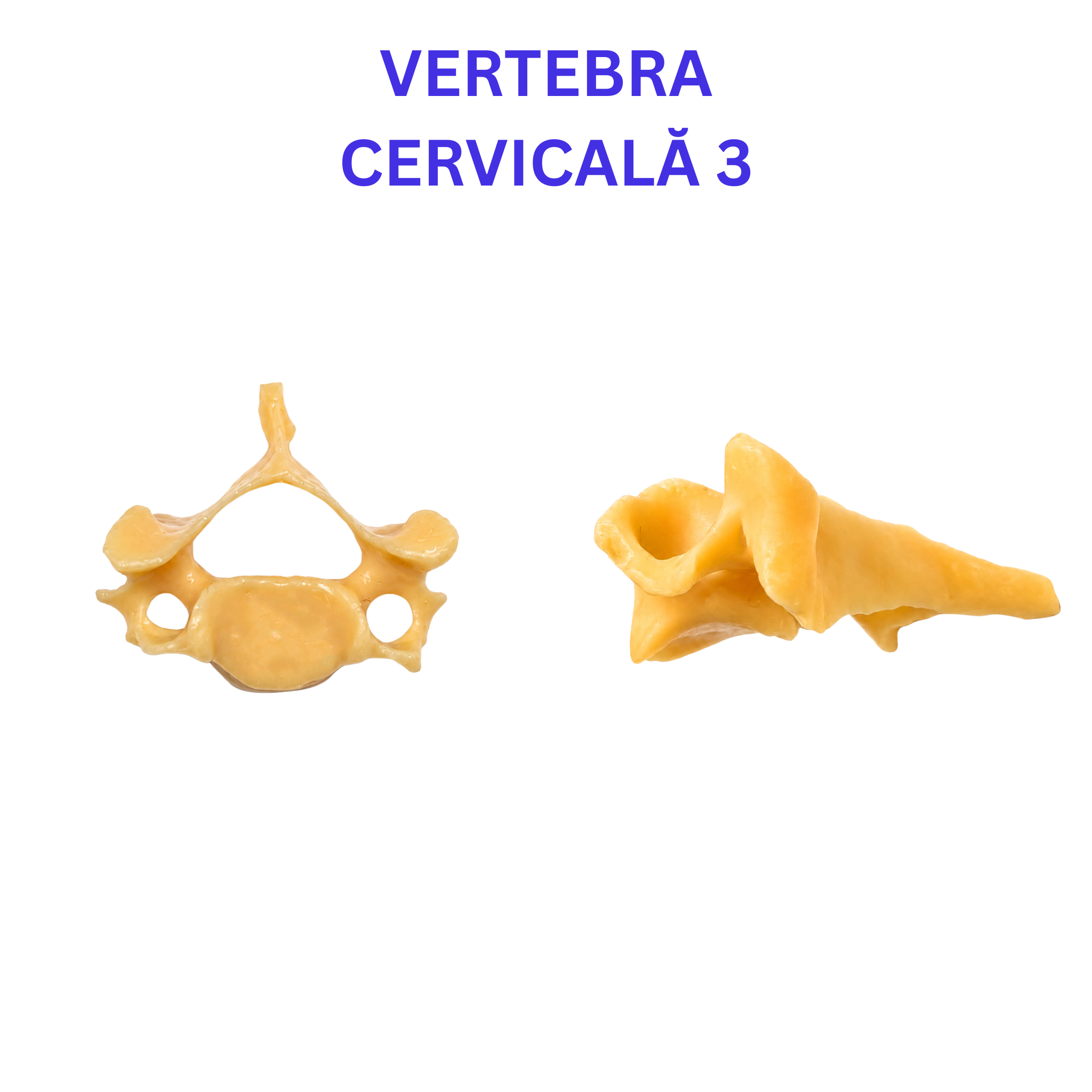 Pachetul Vertebre + Stern - Kit Anatomic 3D