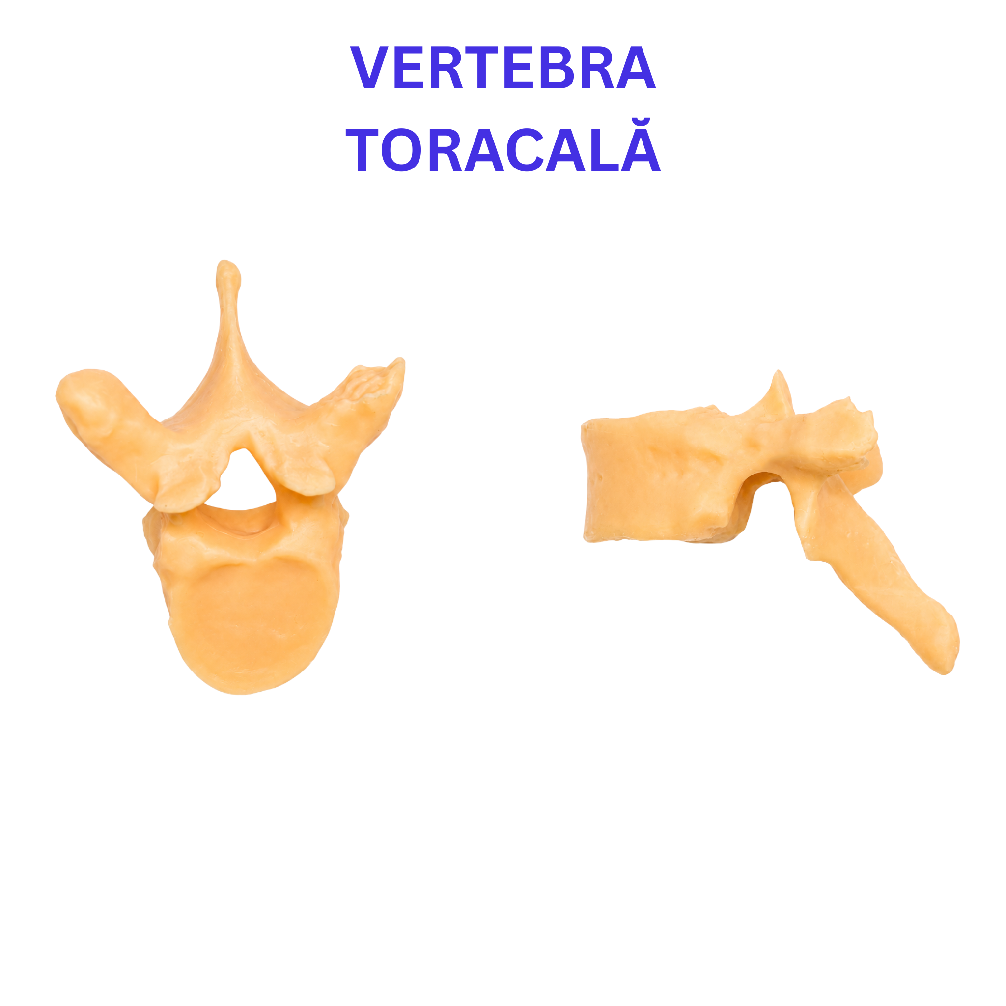 Pachetul Vertebre + Stern - Kit Anatomic 3D