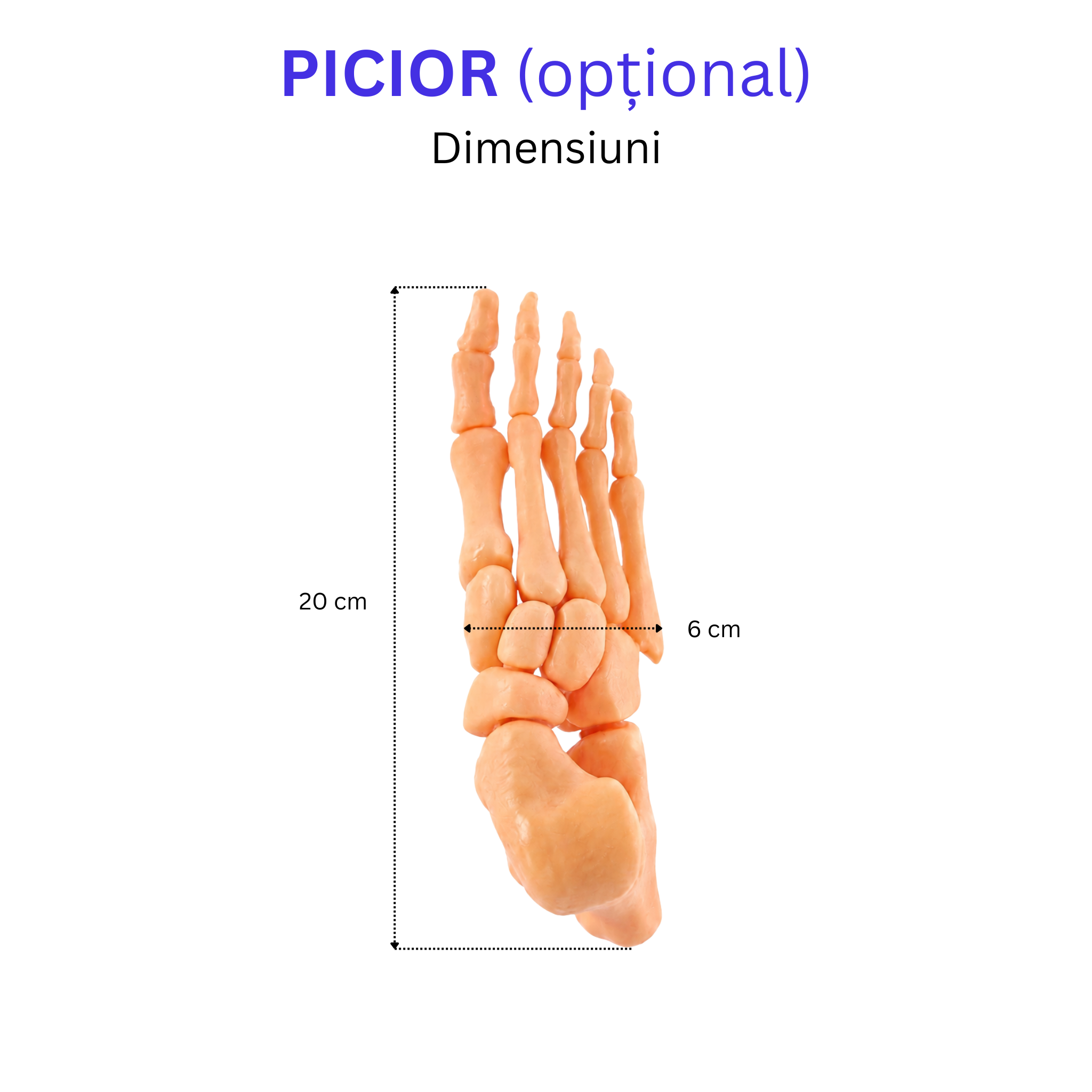 Pachetul Membru Inferior – Kit Anatomic 3D (4 Oase)