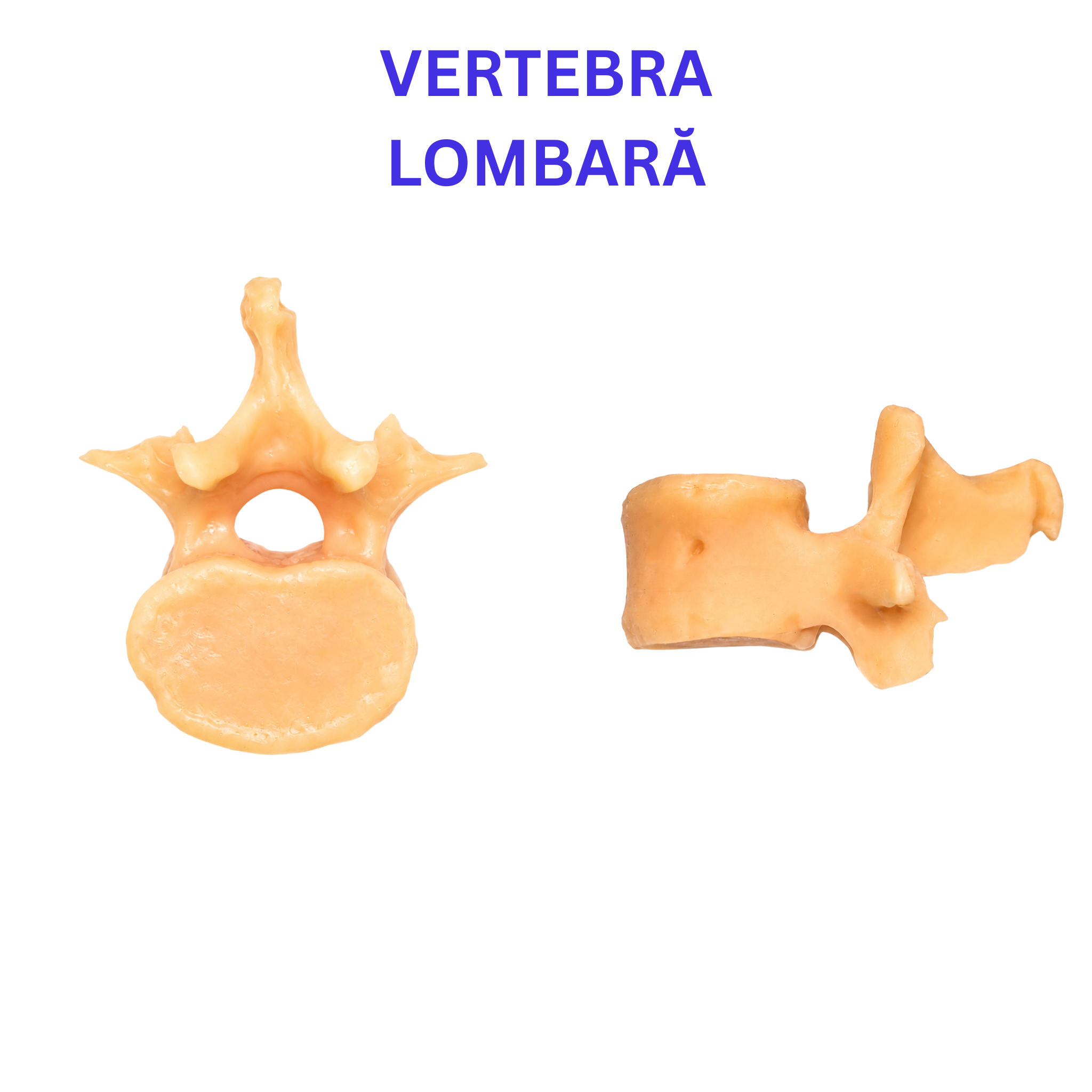 Pachetul Vertebre + Stern - Kit Anatomic 3D