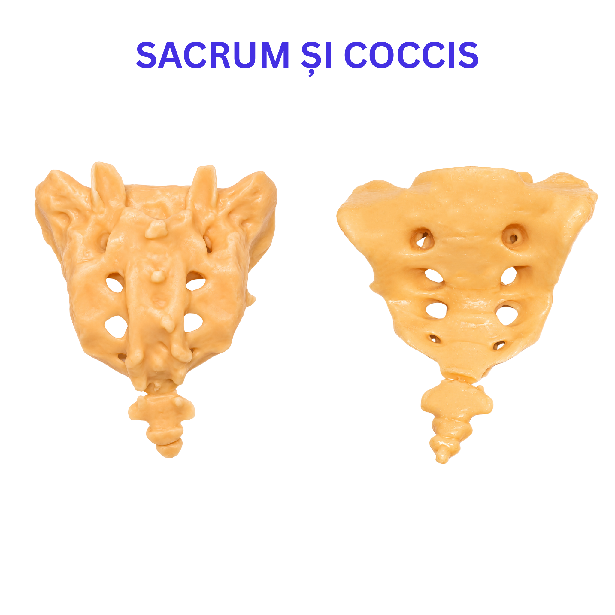Pachetul Vertebre + Stern - Kit Anatomic 3D