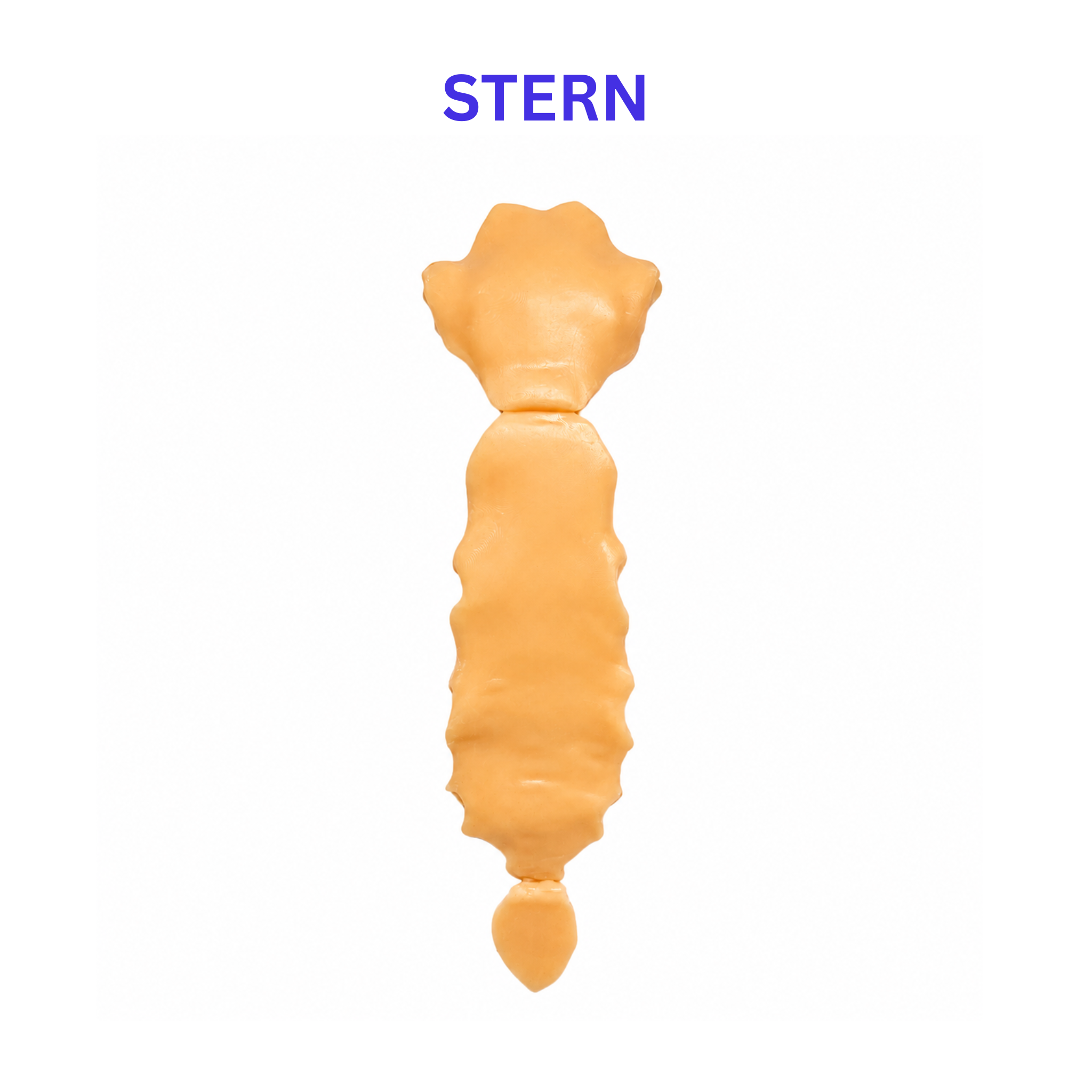 Pachetul Vertebre + Stern - Kit Anatomic 3D
