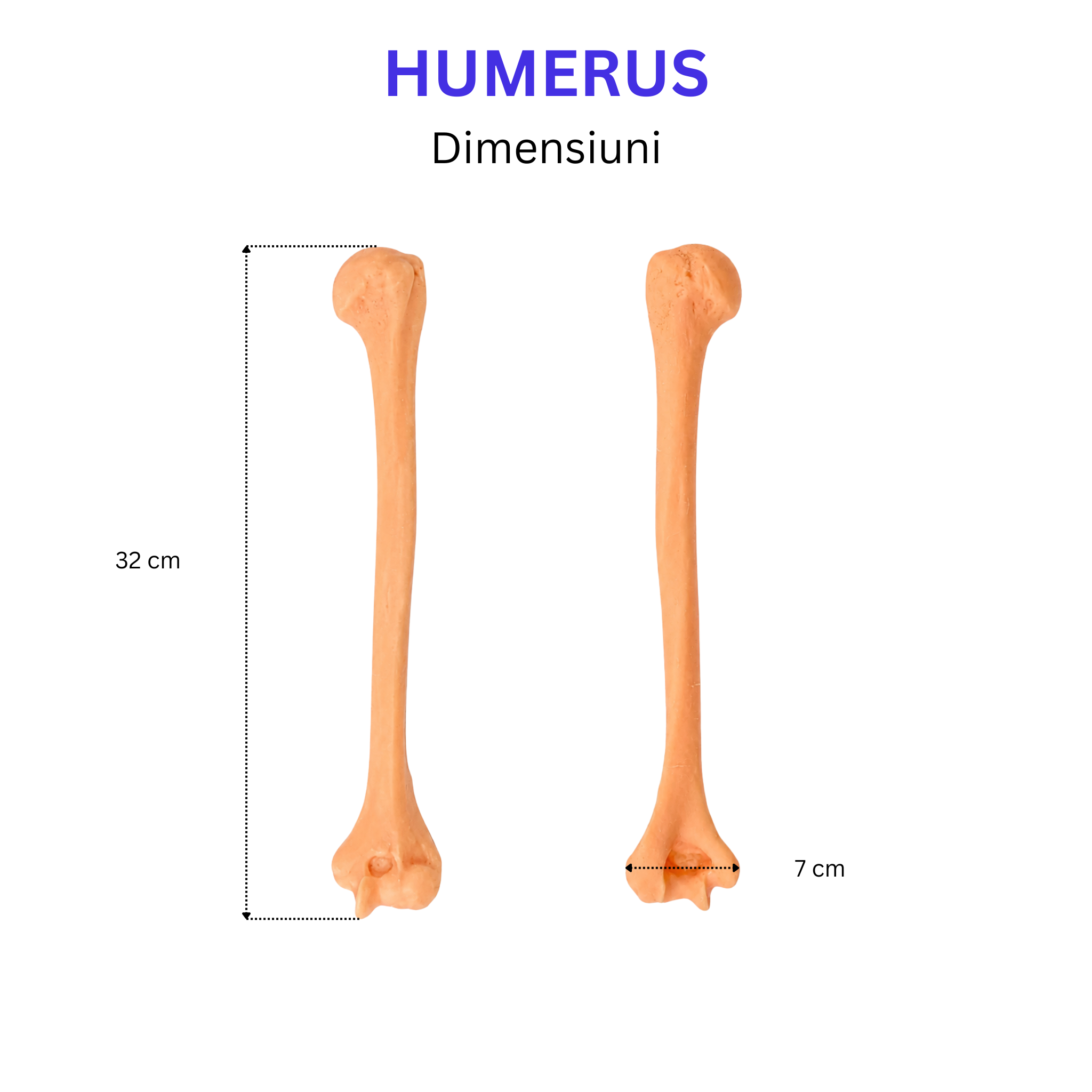 Pachetul Membru Superior – Kit Anatomic 3D (5 Oase)