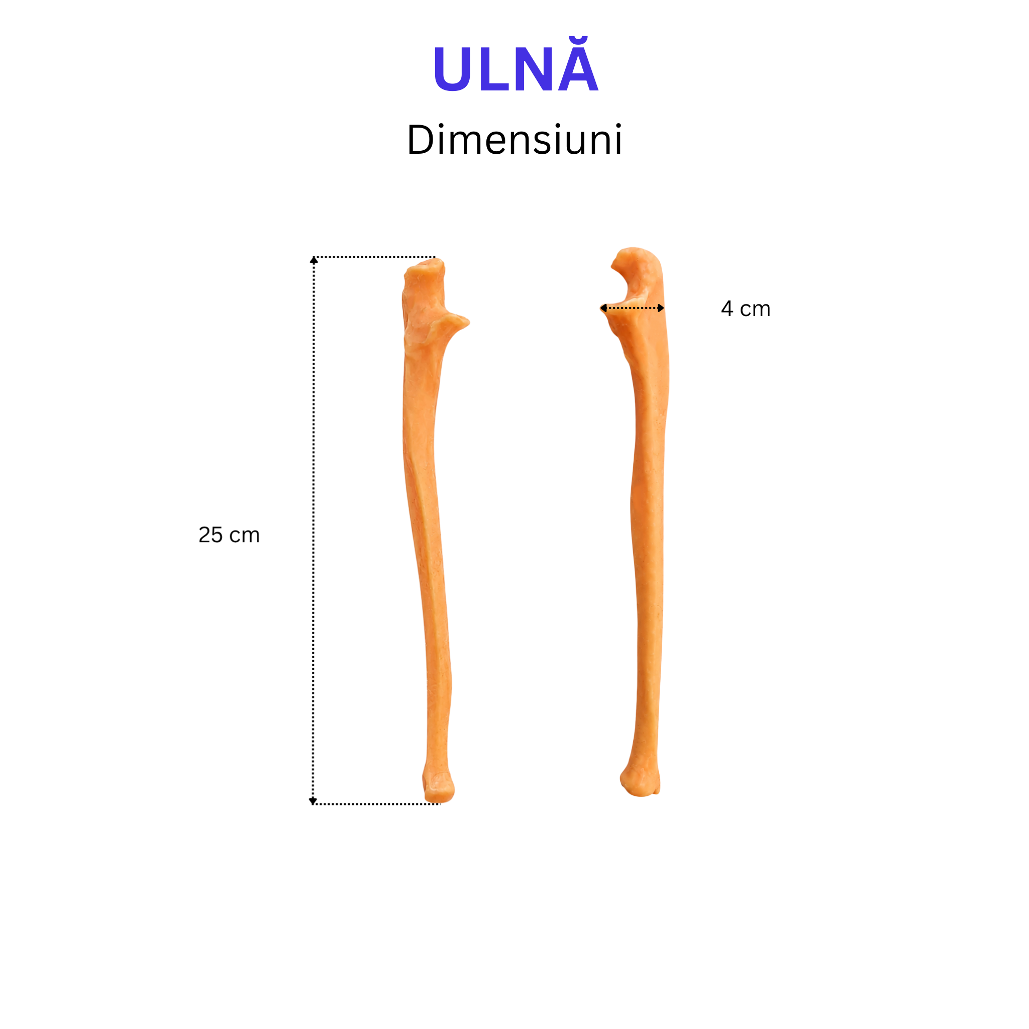 Pachetul Membru Superior – Kit Anatomic 3D (5 Oase)