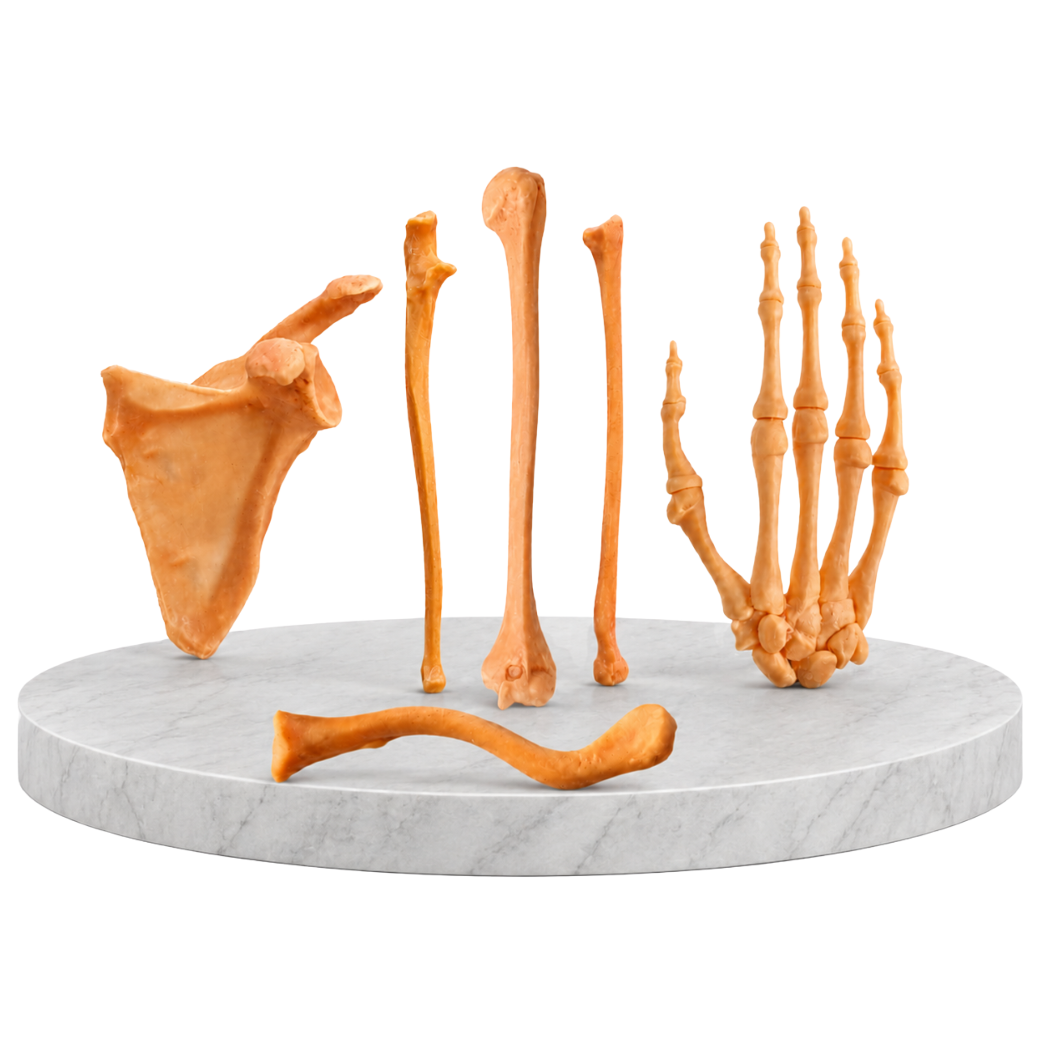 Pachetul Membru Superior – Kit Anatomic 3D (5 Oase)
