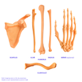 Pachetul Membru Superior – Kit Anatomic 3D (5 Oase)