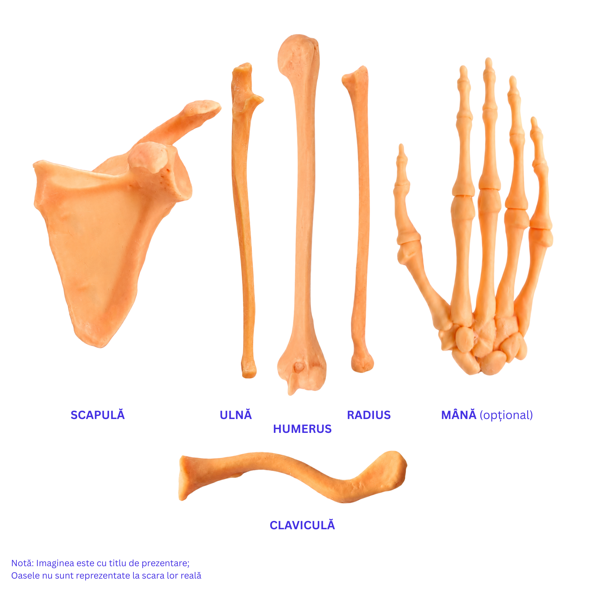 Pachetul Membru Superior – Kit Anatomic 3D (5 Oase)