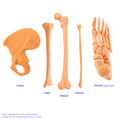 Pachetul Membru Inferior – Kit Anatomic 3D (4 Oase)