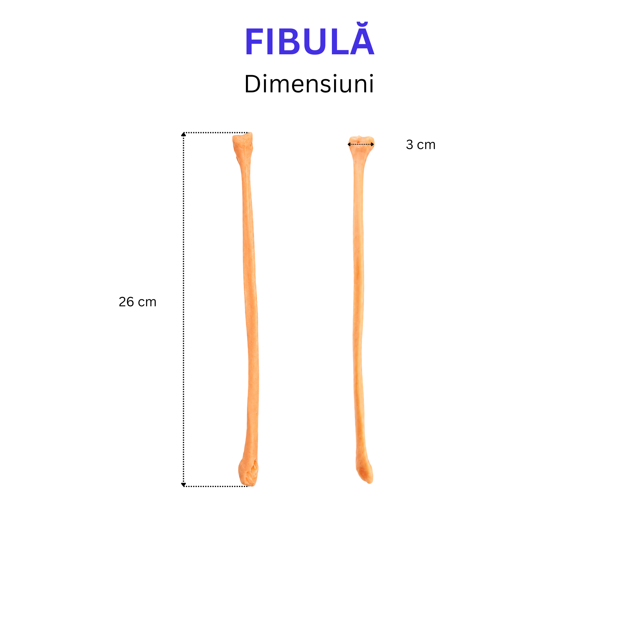 Pachetul Membru Inferior – Kit Anatomic 3D (4 Oase)