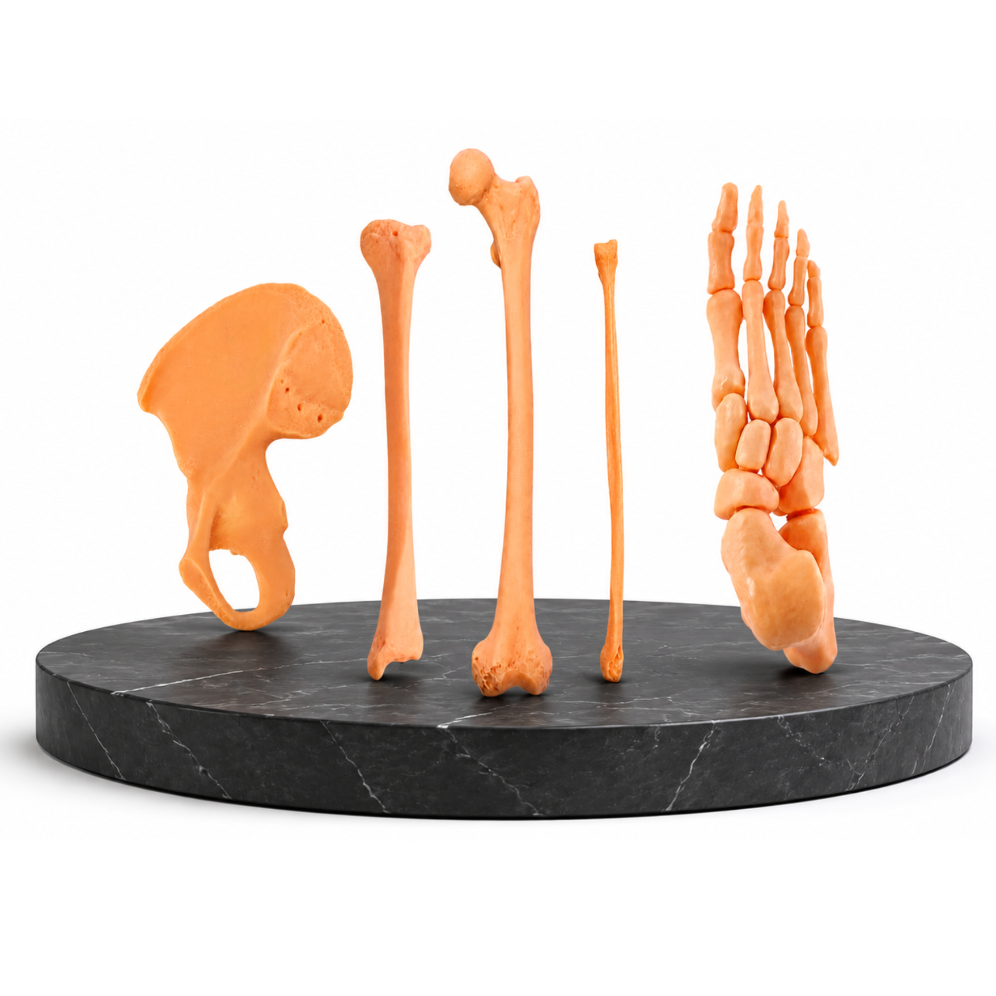 Pachetul Membru Inferior – Kit Anatomic 3D (4 Oase)