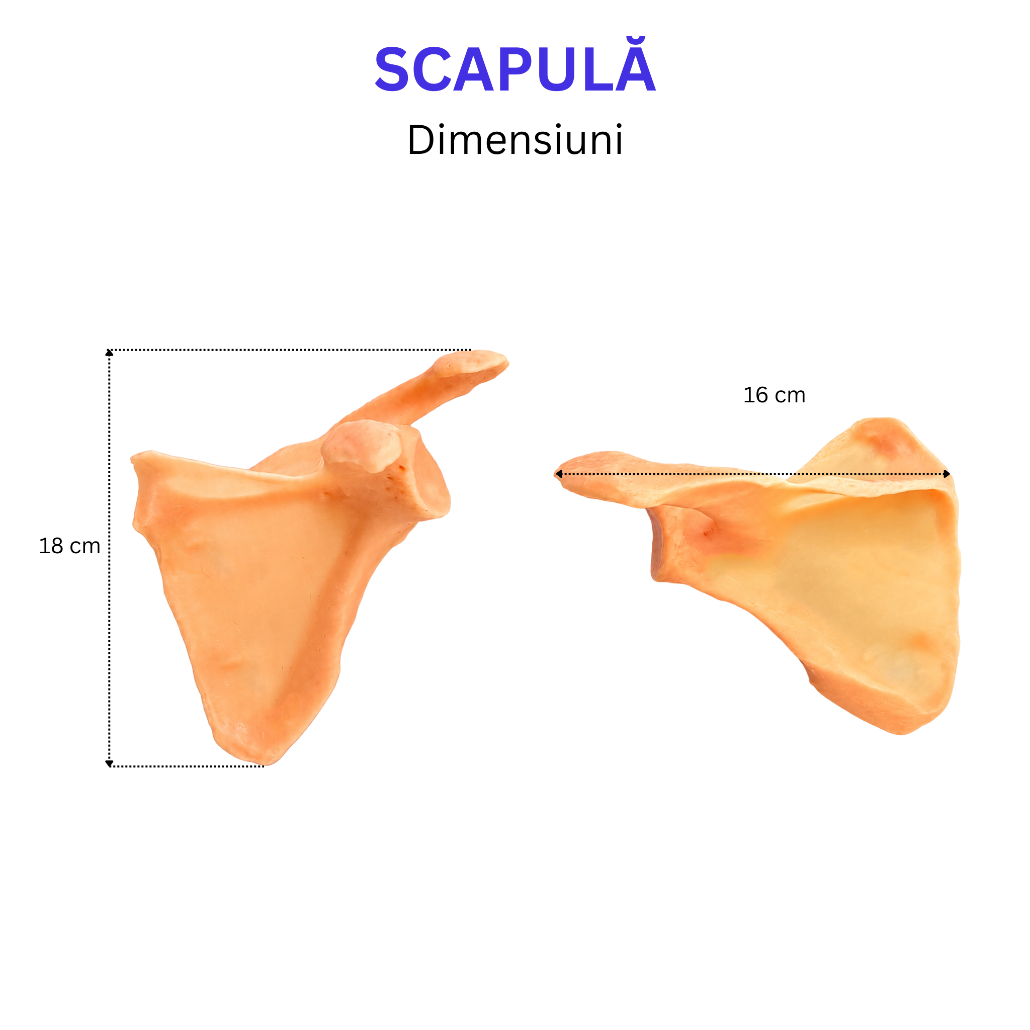 Pachetul Membru Superior – Kit Anatomic 3D (5 Oase)